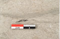Foto (Detailansicht) von Plantae indet.  (NHMW-GEO-2024-0188-11444)